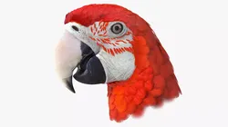 Red Green Macaw Parrot Head 3D model