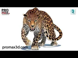 Rigged Sri Lankan Leopard Low-poly 3D model