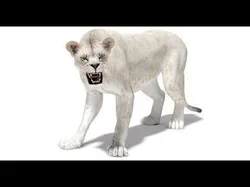 Rigged White Lioness Low-poly 3D model