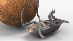Roller Beetle Falling on Back Fur Animated Rigged For Maya 3D model