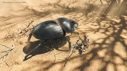 Roller Beetle Fur Rigged For Maya 3D model
