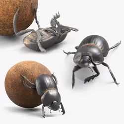Roller Beetle Fur Set Animated Rigged For Maya 3D model
