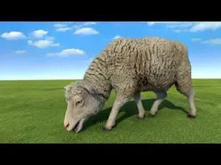 Sheep rigged animated  Low-poly 3D model