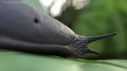 Slug on Foliage Leaf For Blender 3D model