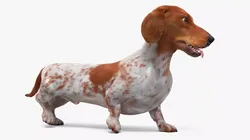 Spotted Dachshund Idle Fur Animated Rigged for Maya 3D model