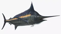 Striped Marlin Attack Animated Rigged For Maya 3D model