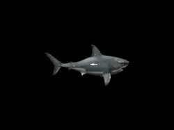 Stylized Great White Shark Game Ready - AI Low-poly 3D model