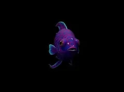 Stylized Royal Purple Angelfish Animal Game Ready - AI Low-poly 3D model