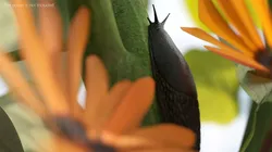Terrestrial Slug Rigged for Blender 3D model