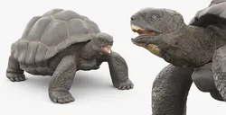 Turtle Chelonoidis Niger Hiding Shell Animated Rigged for Maya 3D model