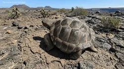 Turtle Chelonoidis Niger Walking Animated Rigged for Maya 3D model