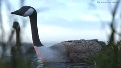 Waterfowl Goose Animated Rigged For Blender 3D model
