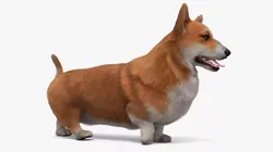 Welsh Corgi Dog Walk Fur Animated Rigged for Maya 3D model