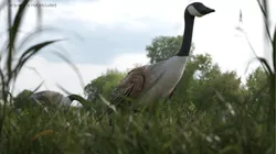 Wild Goose For Blender 3D model