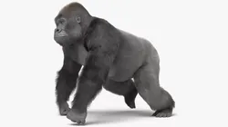 Wild Gorilla Primate Realistic Fur Rigged For Blender 3D model