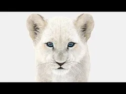 Animated White Fur Lion Cub 3D model