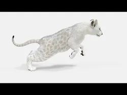 Animated White Lion Cub Low-poly 3D model
