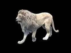 Animated White Lion Fur 3D model