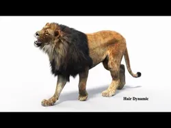 Lion Animated Fur Two colors 3D model