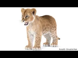 Lion Cub Fur 3D model