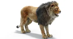 Lion with Fur 3D model