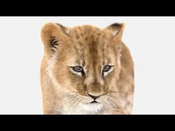 Rigged Lion Cub Fur 3D model