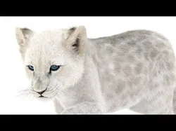 Rigged White Fur Lion Cub 3D model