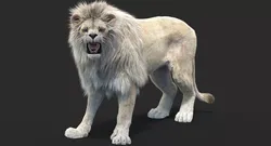 Rigged White Lion with Fur 3D model