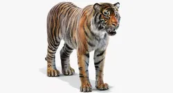 Sumatran Tiger Fur 3D model