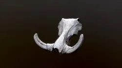 Warthog skull found in Northern Kenya