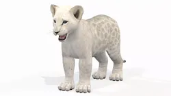 White Baby Lion Low-poly 3D model