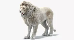 White Lion Fur 3D model