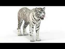 White Tiger Low-poly 3D model