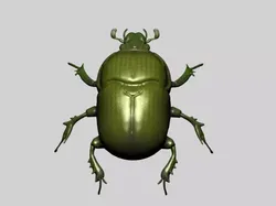 Beetle 3D model