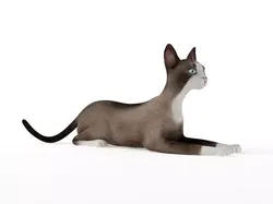 Brown White Cat 3D model