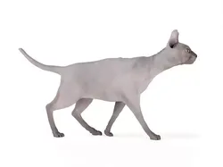 Cat   Egyptian Hairless 3D model