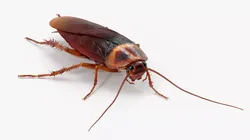 Cockroach 3D model