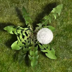 Dandelion animated 3D model