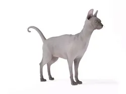 Hairless Sphinx Cat 3D model
