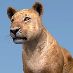 Lioness lion Low-poly 3D model