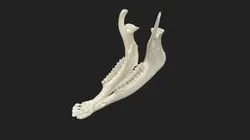 lower jaw (mandibula) sheep