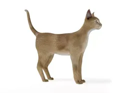 Orange White Short Hair Cat 3D model