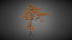 Pine tree Tree