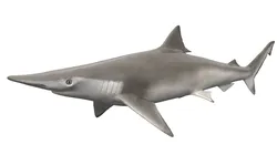 Realistic Spadenose Shark Rigged 3D model