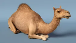 Resting Camel Fur 3D model