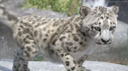 Snow Leopard Cub in Walking Pose Fur for Cinema 4D 3D model