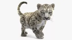Snow Leopard Cub in Walking Pose Fur for Maya 3D model