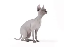 White Hairless Cat 3D model