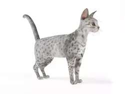 White House Cat 3D model