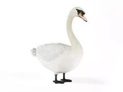 White Swan 3D model